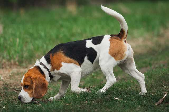 7 Tips On How To Know If Your Beagle Is Purebred