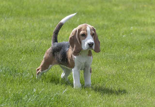 Purebred beagle