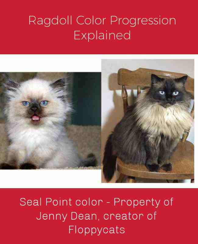 Ragdoll Cat Seal Colorpoint Progression
