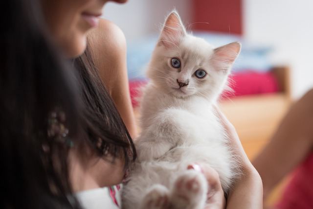 Ragdolls are Indoor Cats