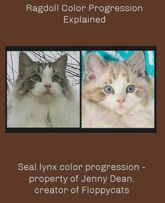 Seal lynx color progression