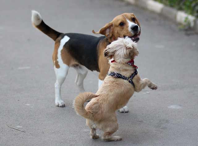 Socialize your beagle