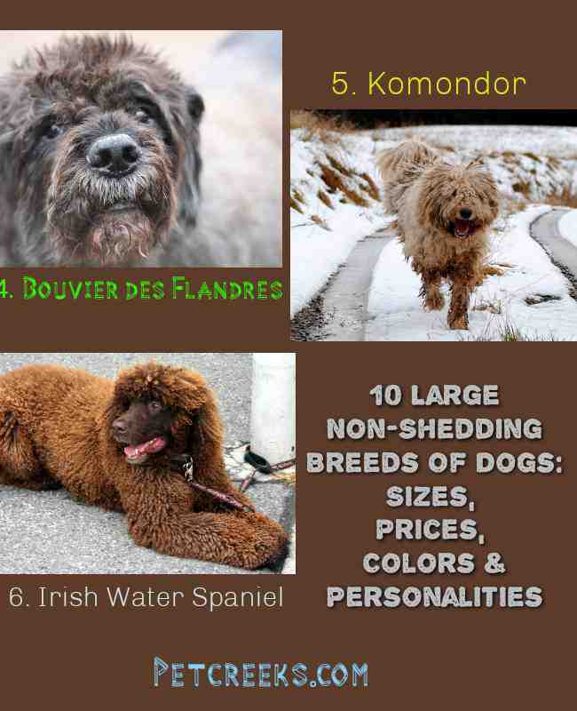 Summary 10 Large Non-Shedding Breeds Of Dogs