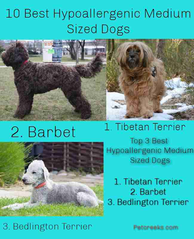 Summary Card - Hypoallergenic Medium Sized Dogs
