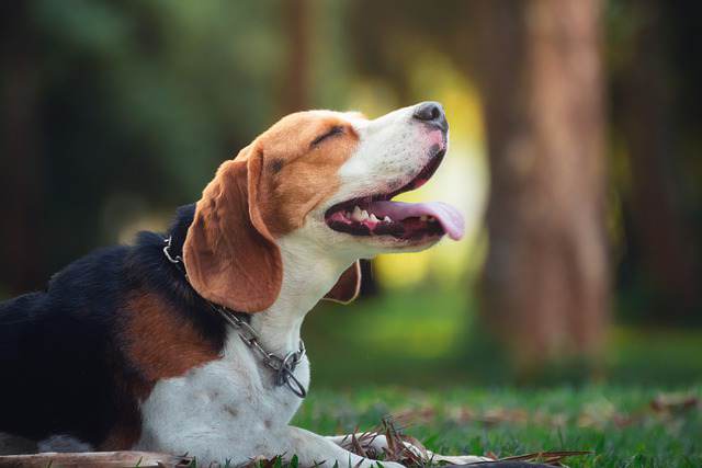 Symptoms Of Seizures In Beagles