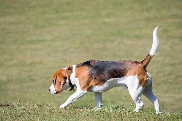 Show Your Beagle Around The Neighborhood