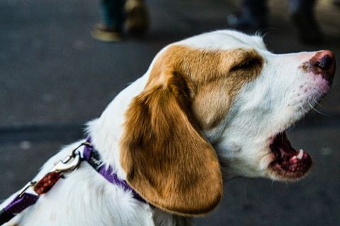 Why Do Beagles Bark So Much
