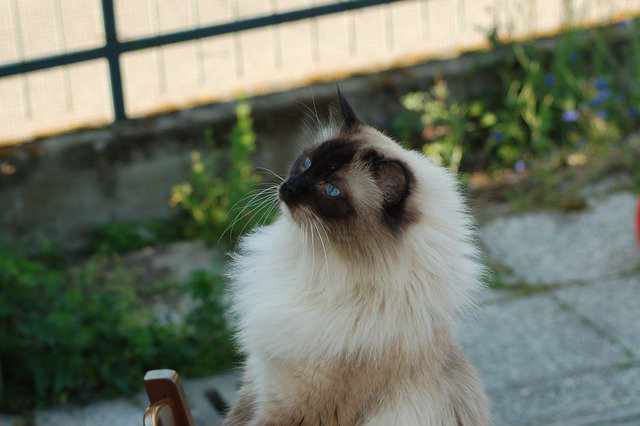 The Pros And Cons Of Ragdoll Cats: 10 Pros & 10 Cons To Note