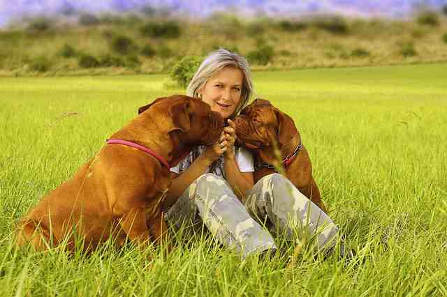 Most Loyal and Protective Dog Breeds