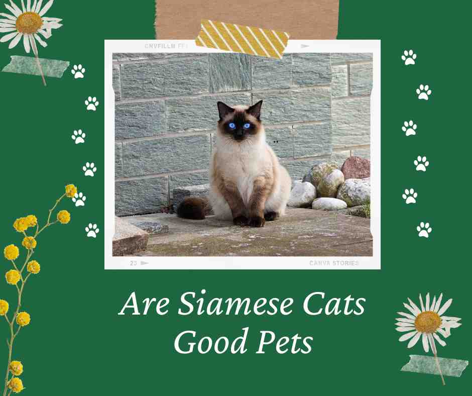 Are Siamese Cats Good Pets