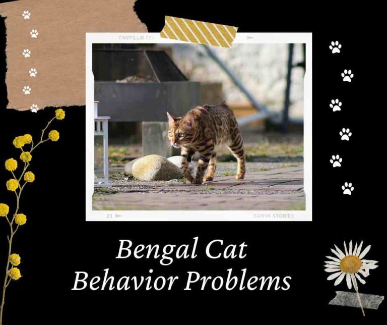 Bengal Cat Behavior Problems