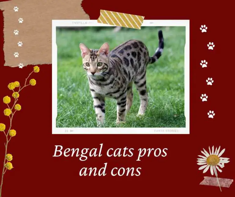 Bengal cats pros and cons