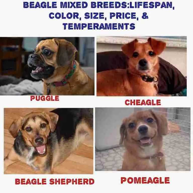 Best Beagle Mix