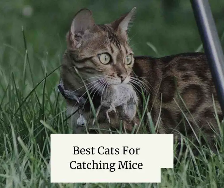 Best Cats For Catching Mice