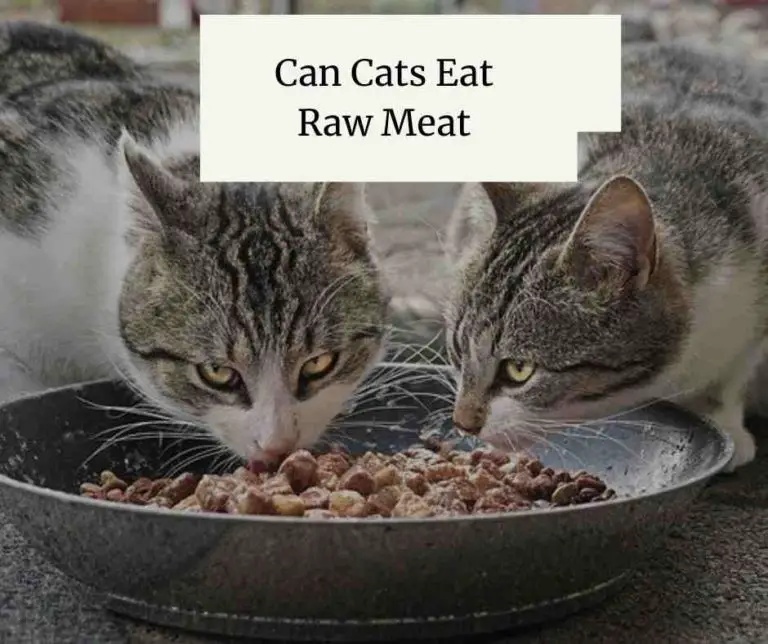 Can Cats Eat Raw Meat [What Owners Said About Raw Meat]
