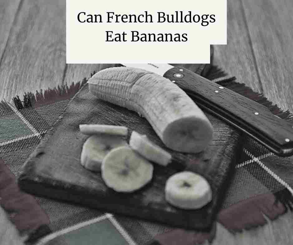 Can French Bulldogs Eat Bananas
