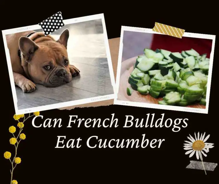 Can French Bulldogs Eat Cucumber: How To Feed & 7 Benefits