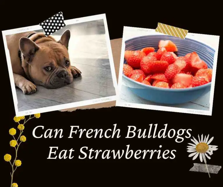 Can French Bulldogs Eat Strawberries: How To Feed & 8 Benefits
