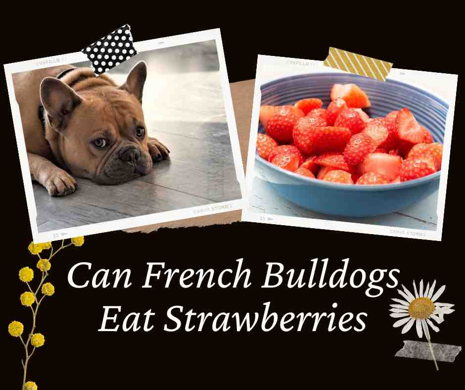 Can French Bulldogs Eat Strawberries