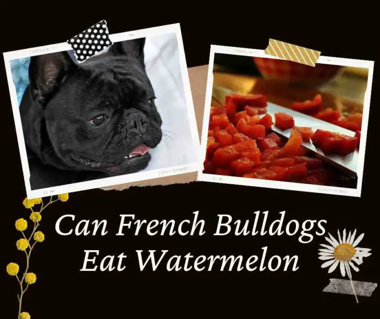 Can French Bulldogs Eat Watermelon: How To Feed & 7 Benefits