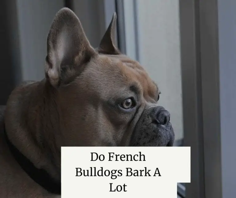 Do French Bulldogs Bark A Lot [10 Bark Triggers]