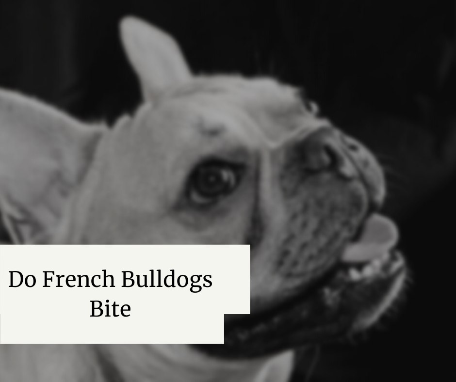 Do French Bulldogs Bite