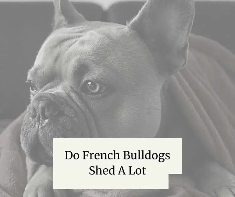 Do French Bulldogs Shed A Lot
