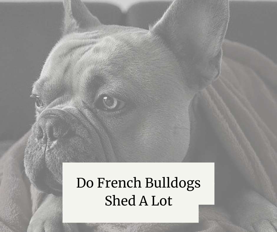 Do French Bulldogs Shed A Lot