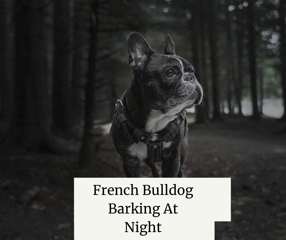 French Bulldog Barking At Night