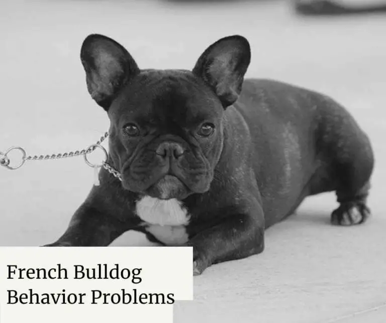 French Bulldog Behavior Problems