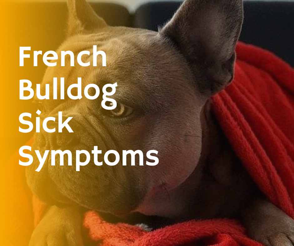 20 Most Common French Bulldog Sick Symptoms & Meanings