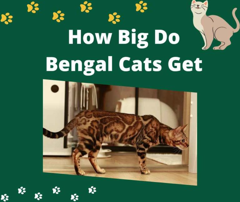 How Big Do Bengal Cats Get