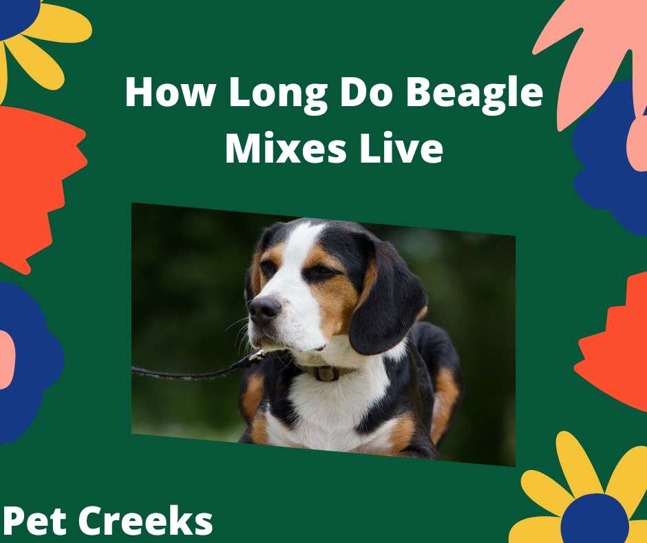 How Long Do Beagle Mixes Live