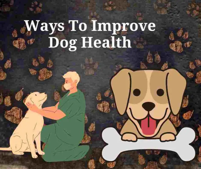 Hints On How To Improve Dog Health