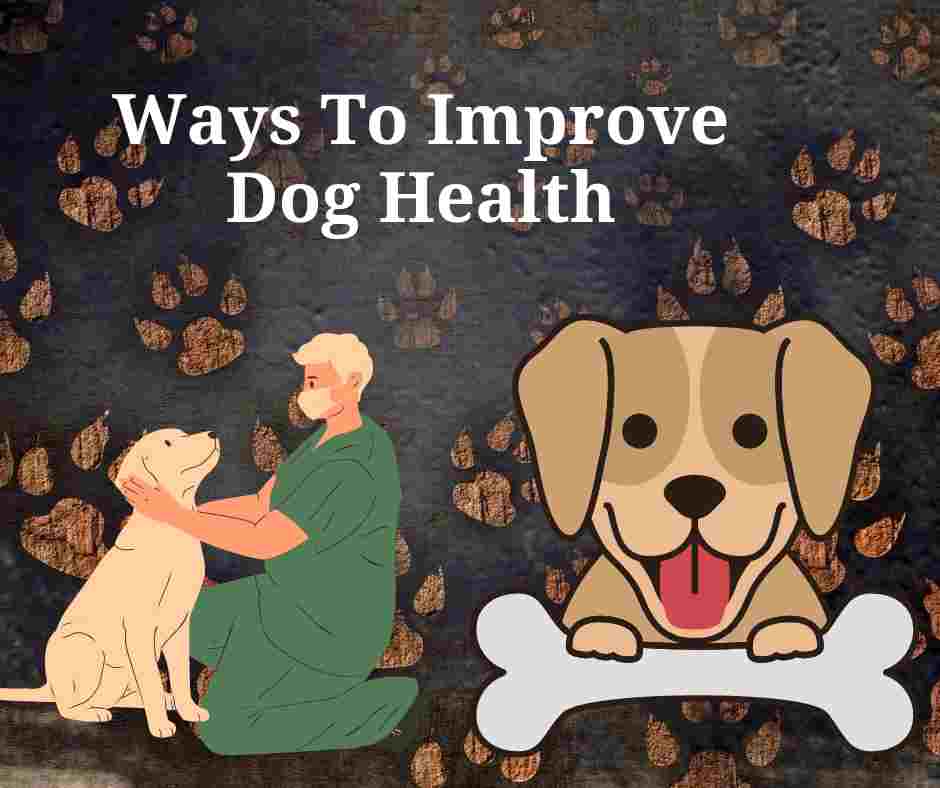 How To Improve Dog Health