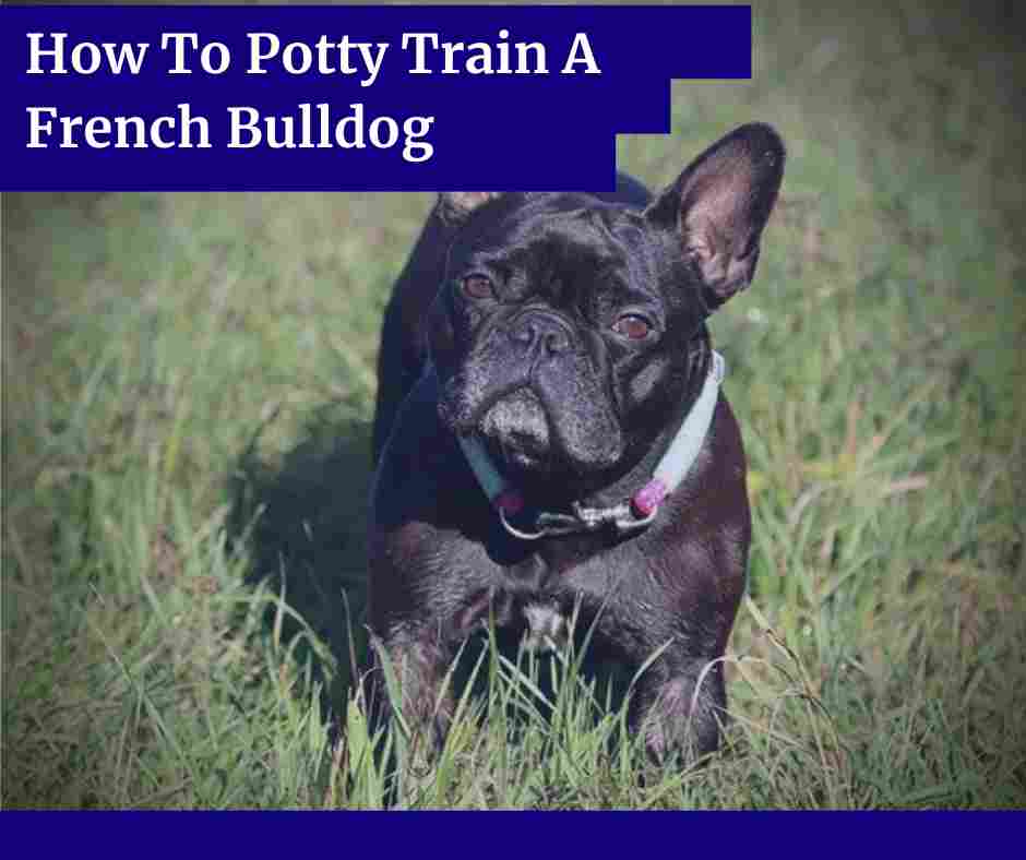 12 Top Tips On How To Potty Train A French Bulldog