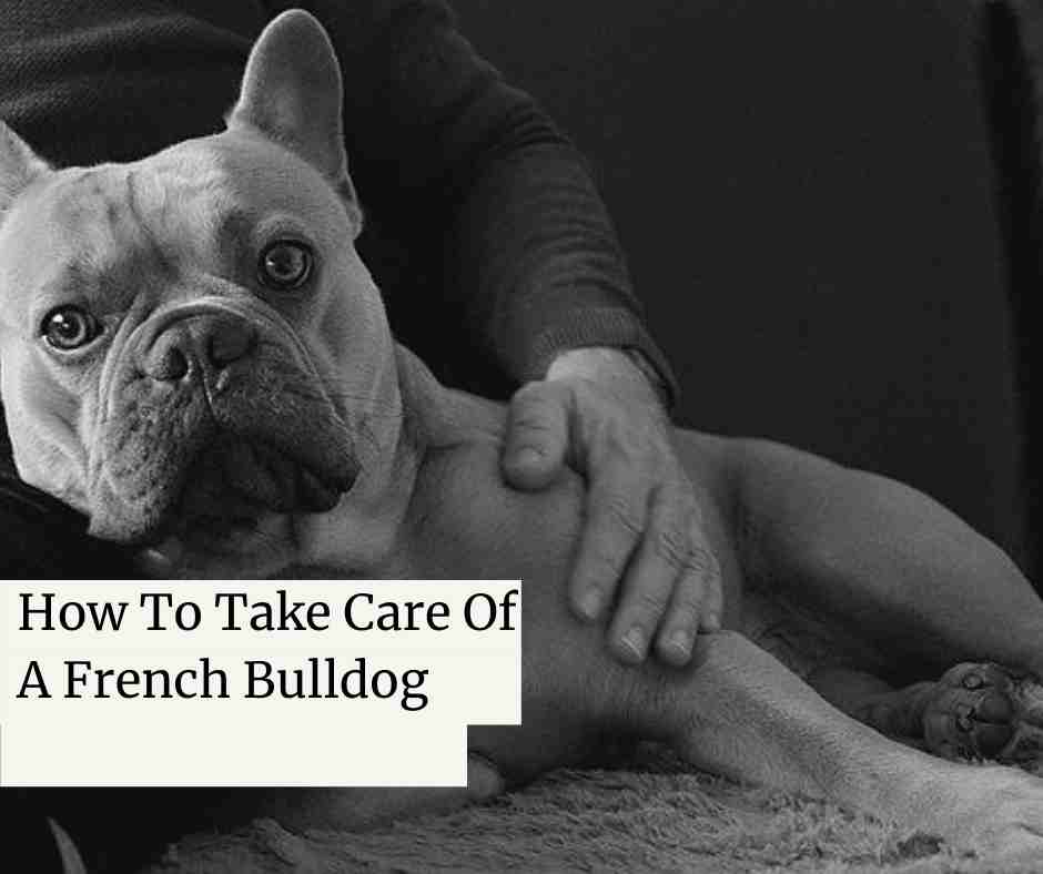 How To Take Care Of A French Bulldog