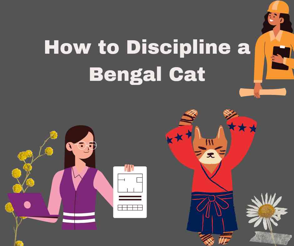 How to Discipline a Bengal Cat