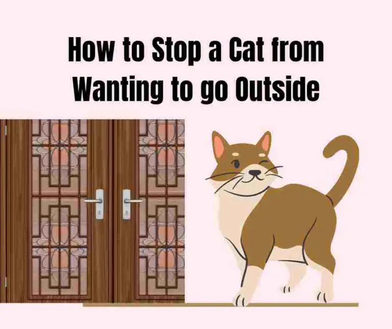 How to Stop a Cat From Wanting to Go Outside