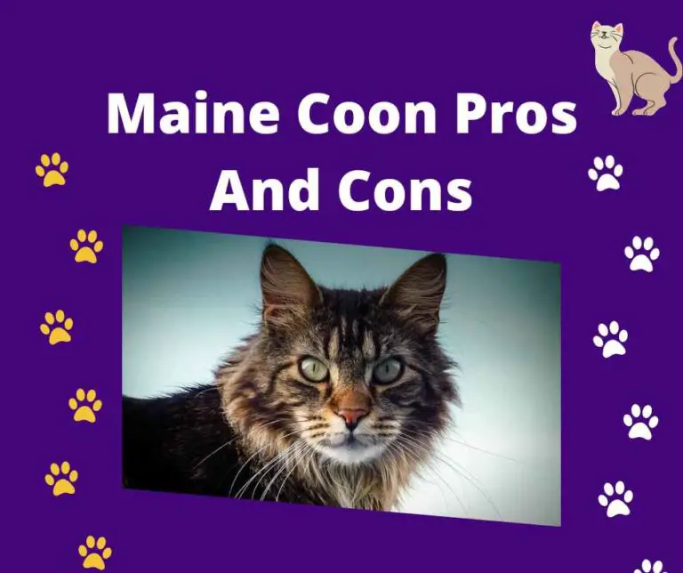 Top Mainecoon Pros And Cons