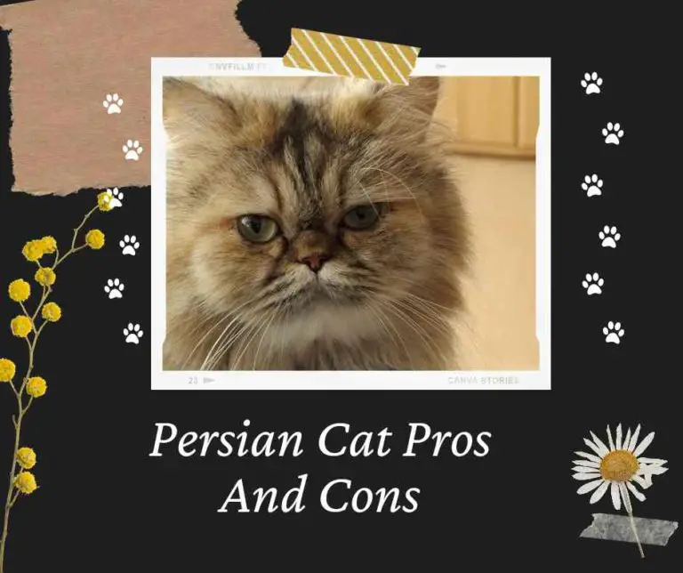 Top Persian Cat Pros And Cons