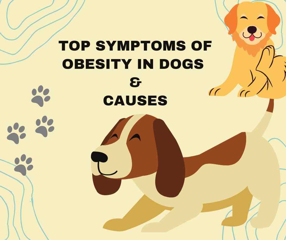 Symptoms of Obesity in Dogs