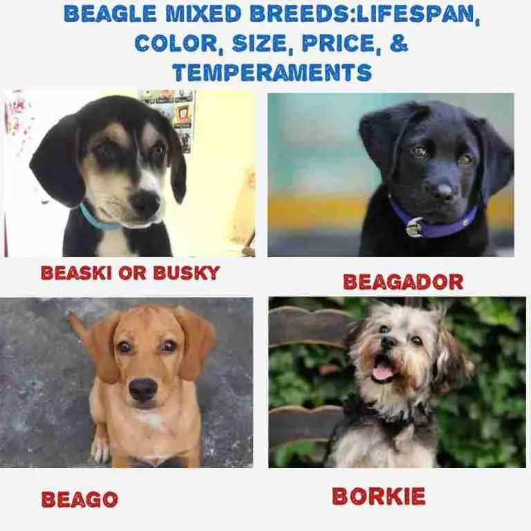 The Best Beagle Mix