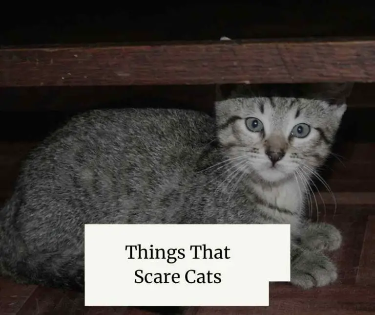 Things That Scare Cats