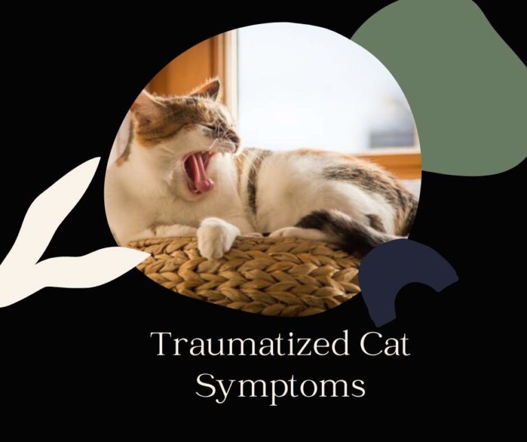 Traumatized Cat Symptoms