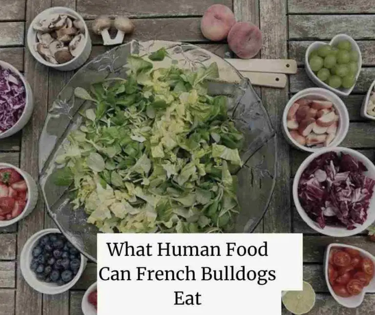 What Human Food Can French Bulldogs Eat: 15 Best & How To Feed