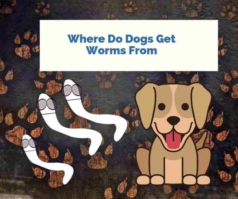 Where Do Dogs Get Worms From [10 Top Places]
