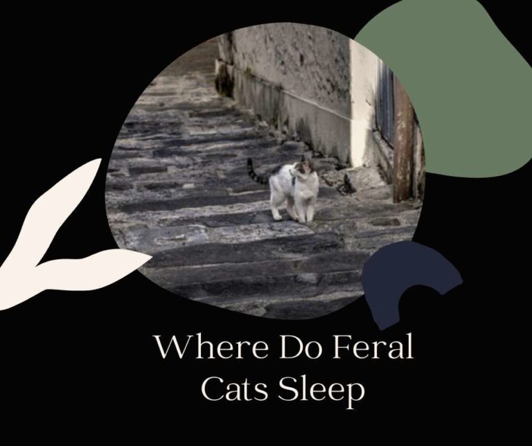 Where Do Feral Cats Sleep [9 Places]
