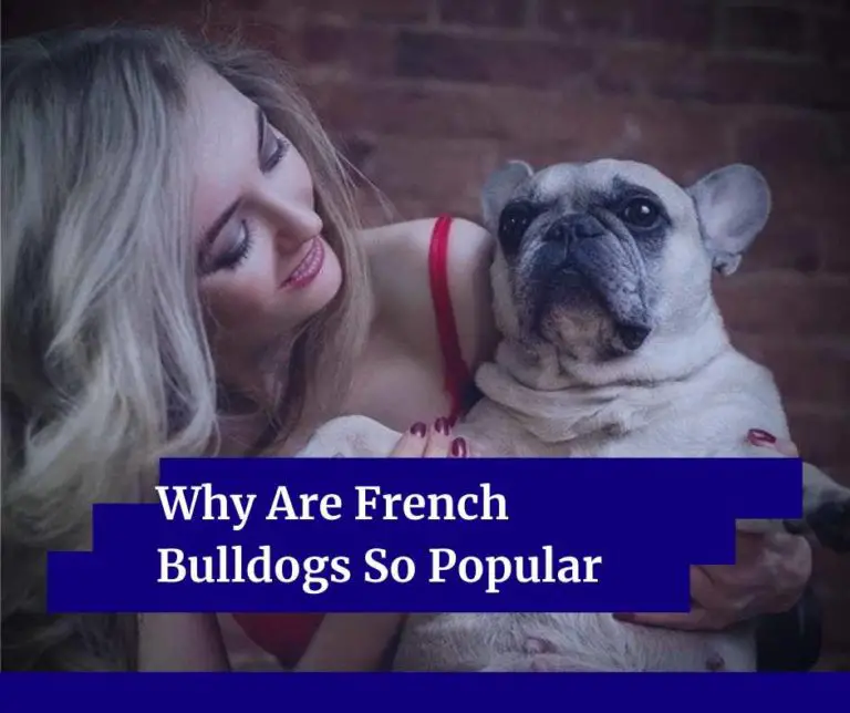 Why Are French Bulldogs So Popular [17 Reasons]