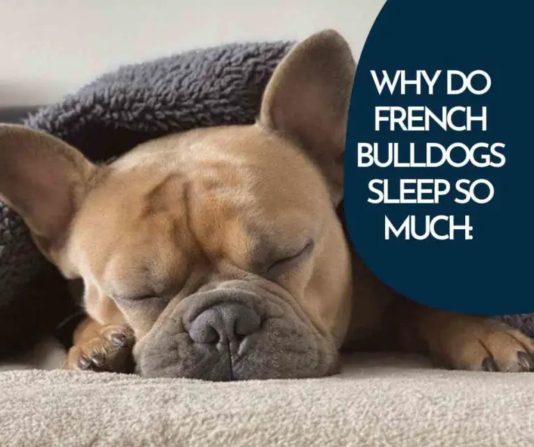 Why Do French Bulldogs Sleep So Much [10 Reasons]